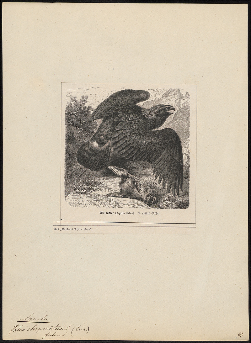 Aquila chrysaëtos - 1700-1880 - Print - Iconographia Zoologica - Special Collections University of Amsterdam - UBA01 IZ18100183.jpg