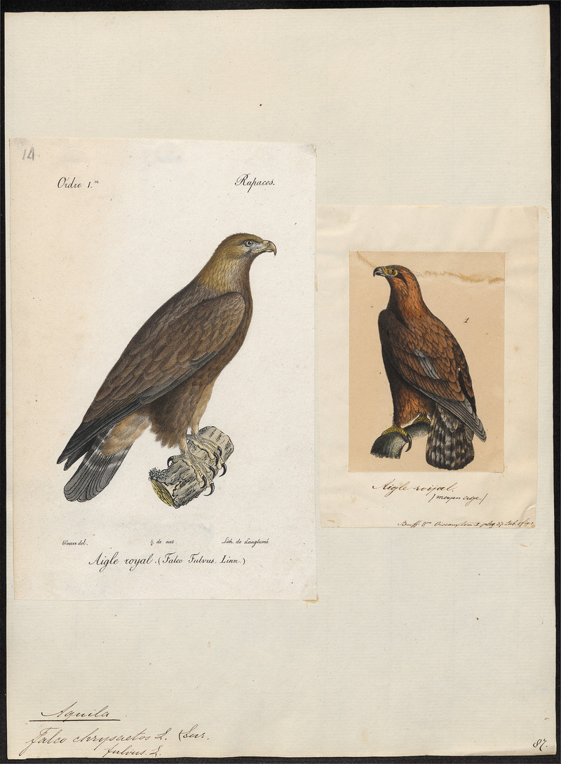 Aquila chrysaëtos - 1700-1880 - Print - Iconographia Zoologica - Special Collections University of Amsterdam - UBA01 IZ18100181.jpg
