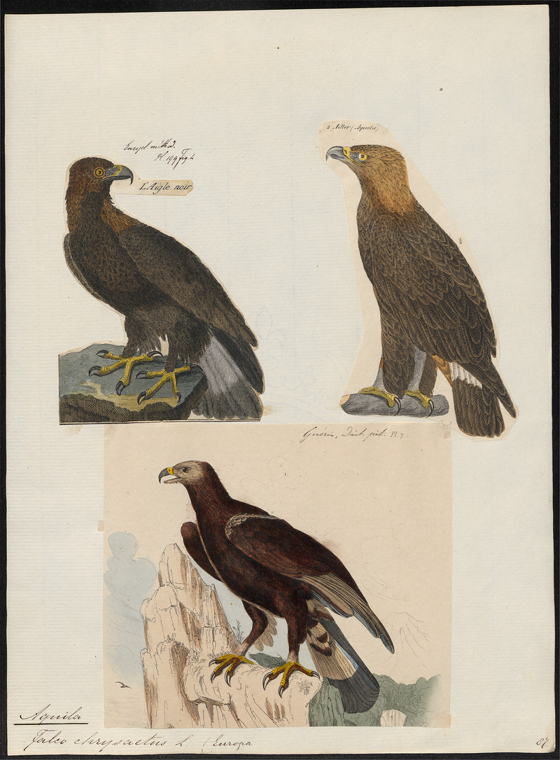 Aquila chrysaëtos - 1700-1880 - Print - Iconographia Zoologica - Special Collections University of Amsterdam - UBA01 IZ18100179.jpg