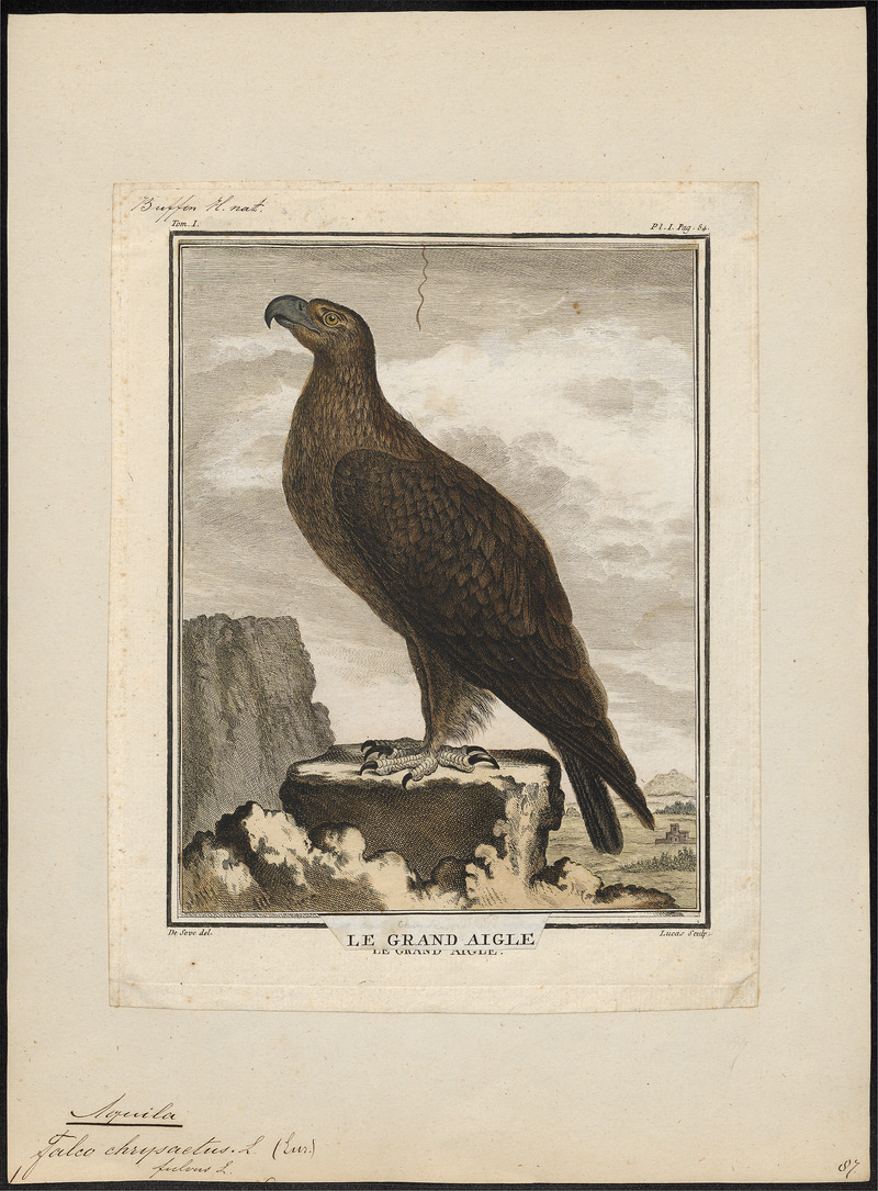 Aquila chrysaëtos - 1700-1880 - Print - Iconographia Zoologica - Special Collections University of Amsterdam - UBA01 IZ18100177.jpg