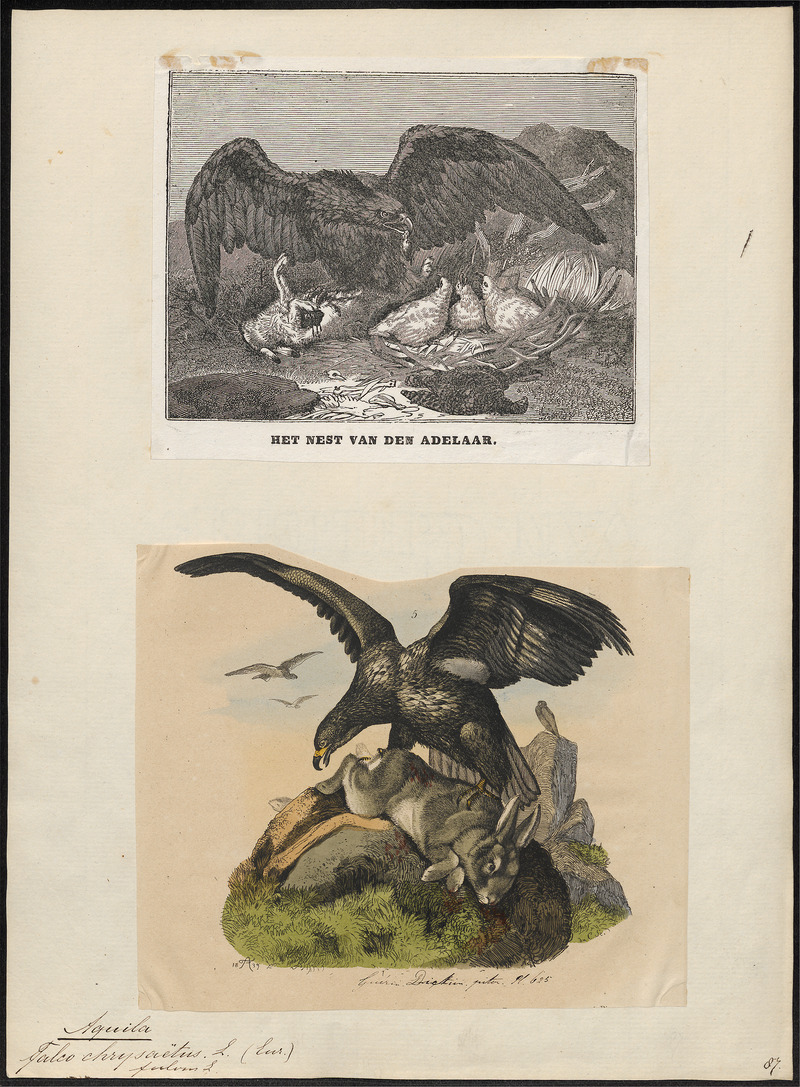 Aquila chrysaëtos - 1700-1880 - Print - Iconographia Zoologica - Special Collections University of Amsterdam - UBA01 IZ18100169.jpg
