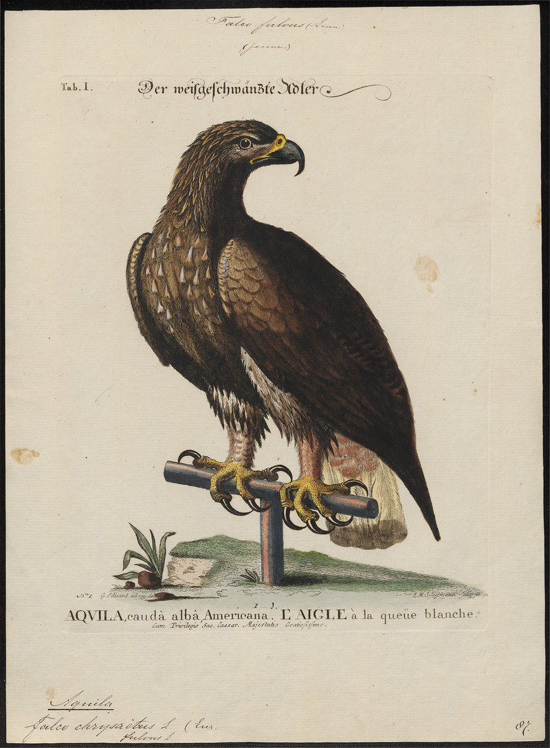 Aquila chrysaëtos - 1700-1880 - Print - Iconographia Zoologica - Special Collections University of Amsterdam - UBA01 IZ18100165.jpg