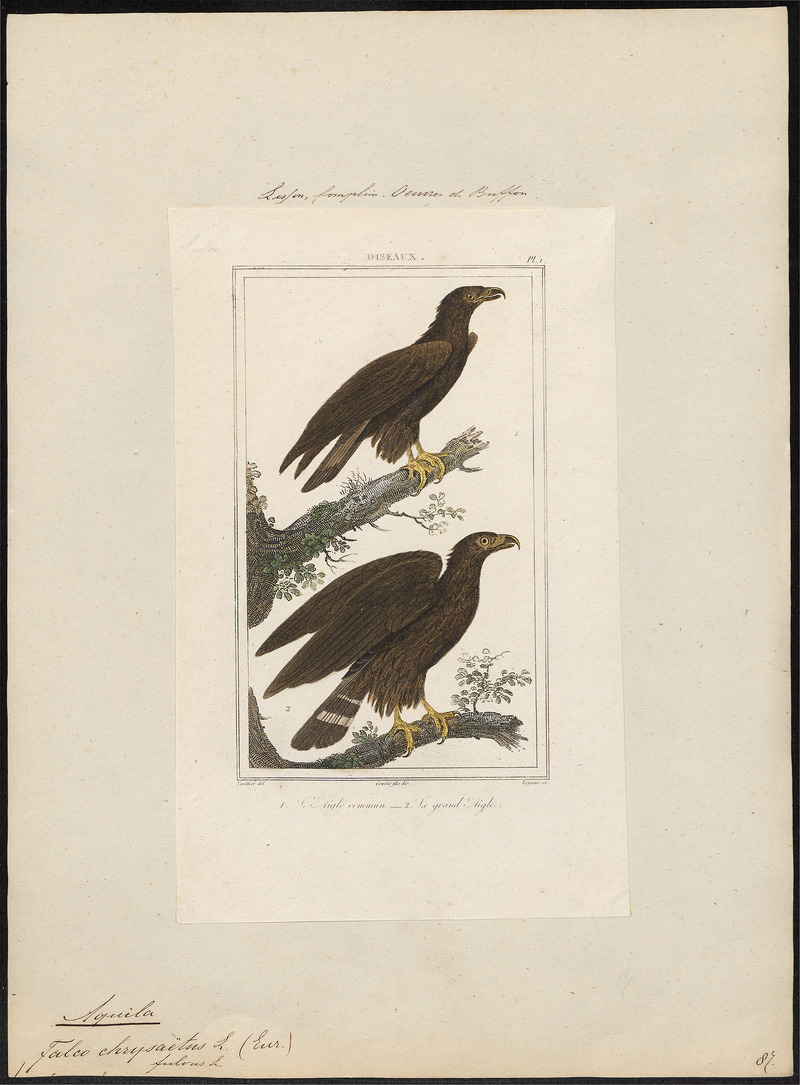 Aquila chrysaëtos - 1700-1880 - Print - Iconographia Zoologica - Special Collections University of Amsterdam - UBA01 IZ18100163.jpg
