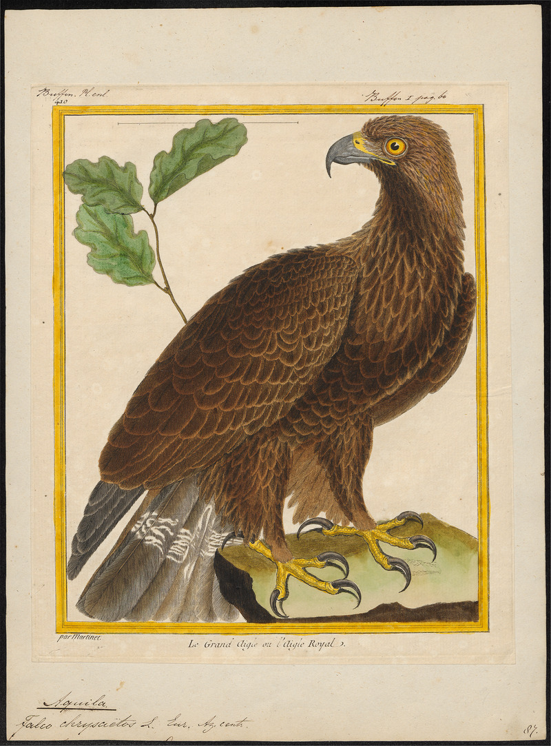 Aquila chrysaëtos - - Print - Iconographia Zoologica - Special Collections University of Amsterdam - UBA01 IZ18100175.jpg