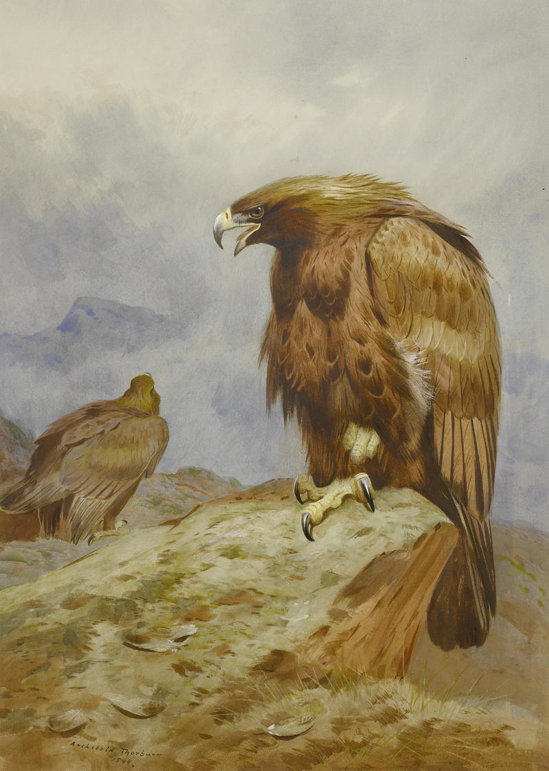 Archibald Thorburn, Pair of Golden Eagles. Bonhams.jpg