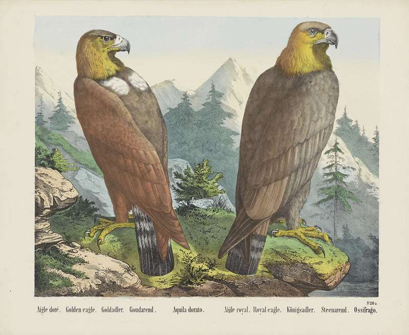 Aquila chrysaetos - Golden eagle.jpg