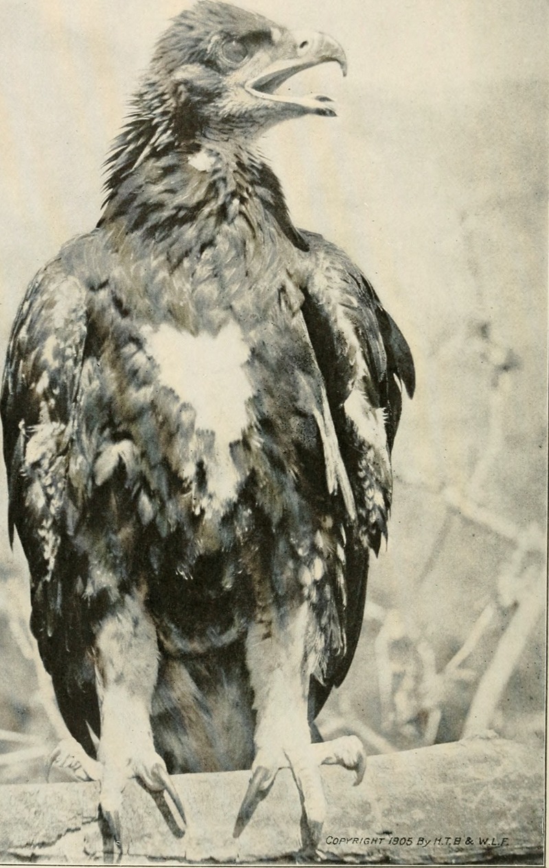 American birds, studied and photographed from life (1907) (14563766729).jpg