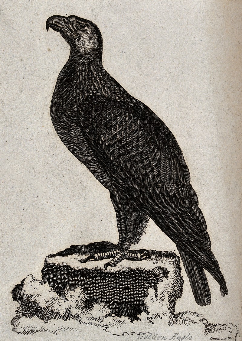 A golden eagle sitting on a stump of a tree. Etching by T. O Wellcome V0020935.jpg