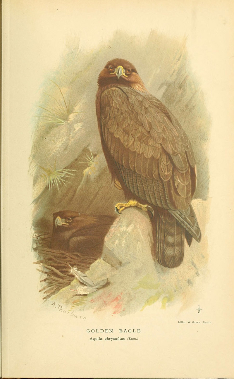 Coloured figures of the birds of the British Islands - issued by Lord Lilford (6028609879).jpg