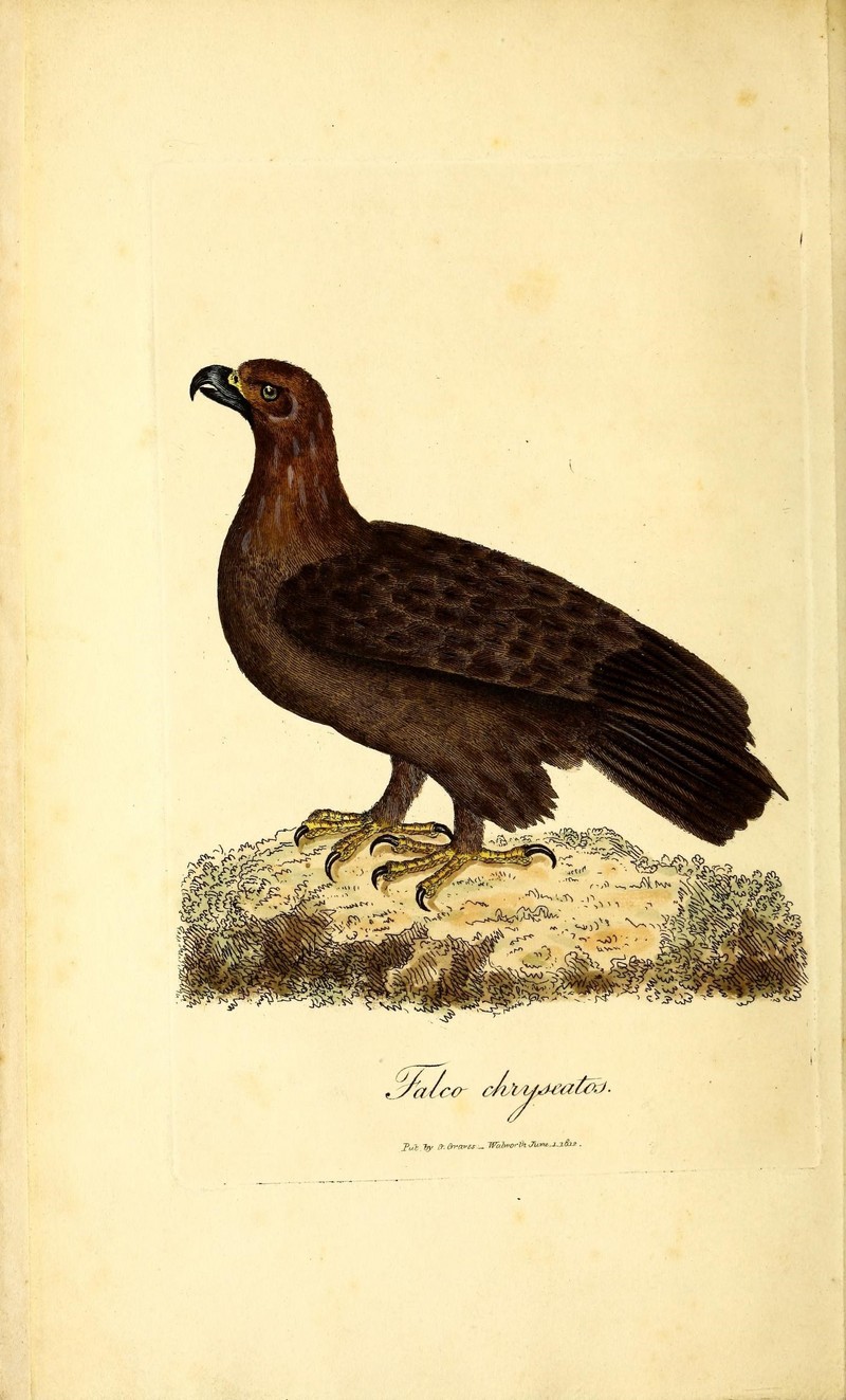 British ornithology (18773834778).jpg