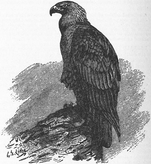 Britannica Eagle 2.jpg