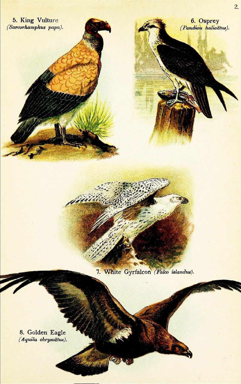 Birds of the world for young people (Pl. 2) (7971230482).jpg