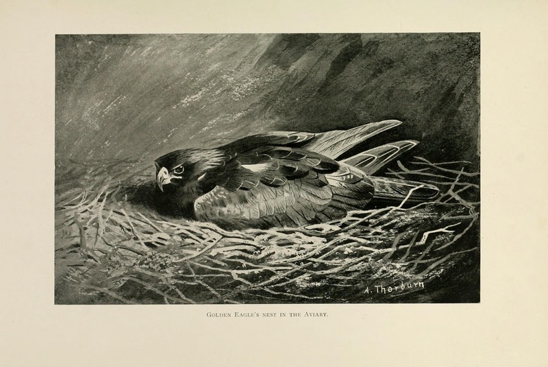 Lord Lilford on birds (Plate 5) (8076815180).jpg