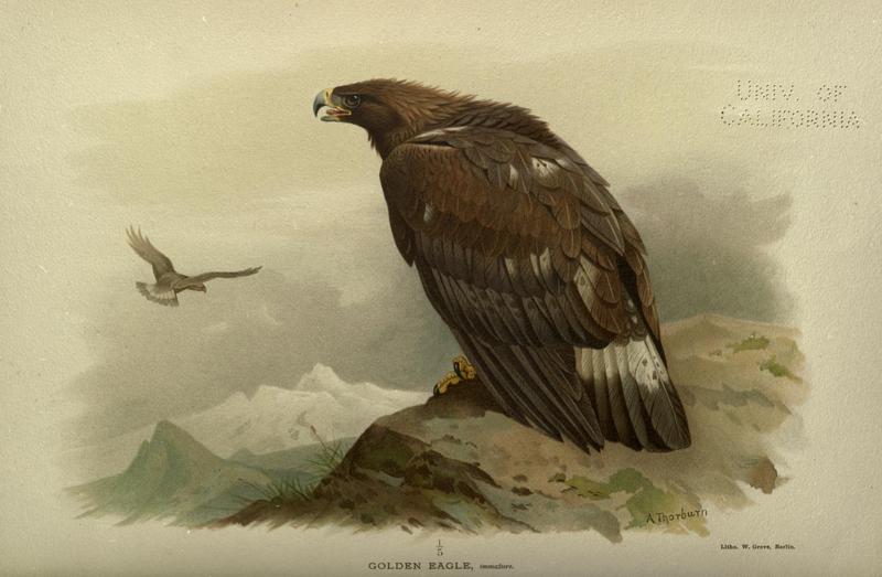Golden Eagle ornithology.of.str00irbyrich 0198.jpg