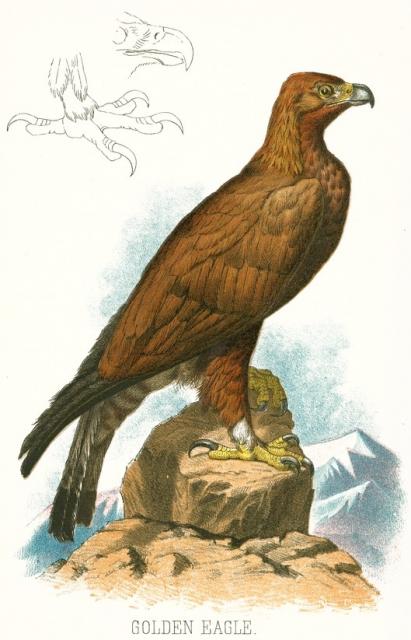 Golden Eagle Illustration.jpg