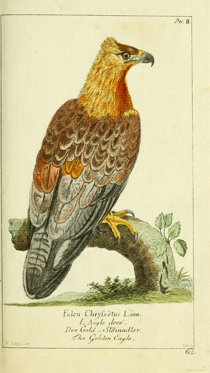 Gemeinnüzzige Naturgeschichte des Thierreichs (Plate 62) (6009079472).jpg
