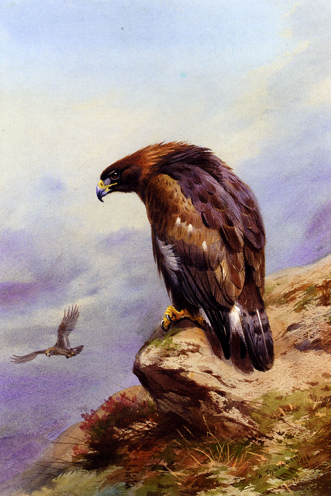 Thornburn Archibald A Golden Eagle.jpg