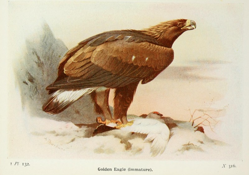 The birds of the British Isles and their eggs (8263817975).jpg