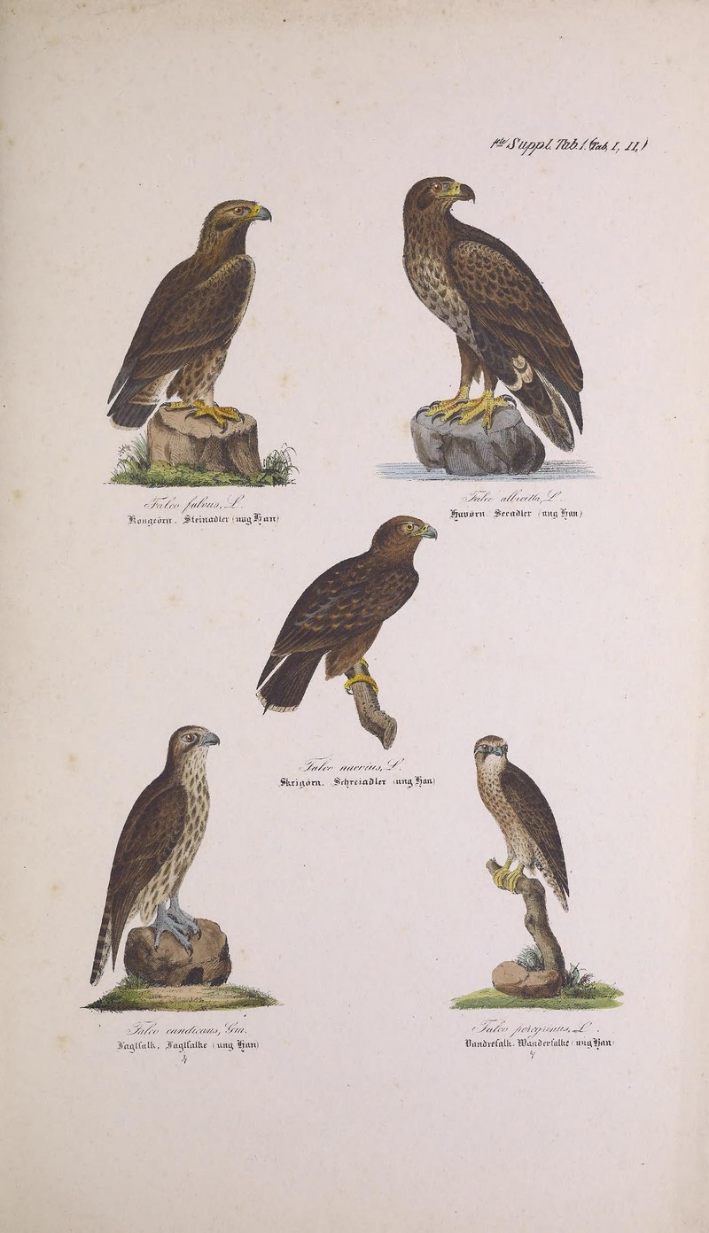 Skandinaviens fugle (1ste Suppl. Tab. 1 (Tab, I, II)) (7582318922).jpg