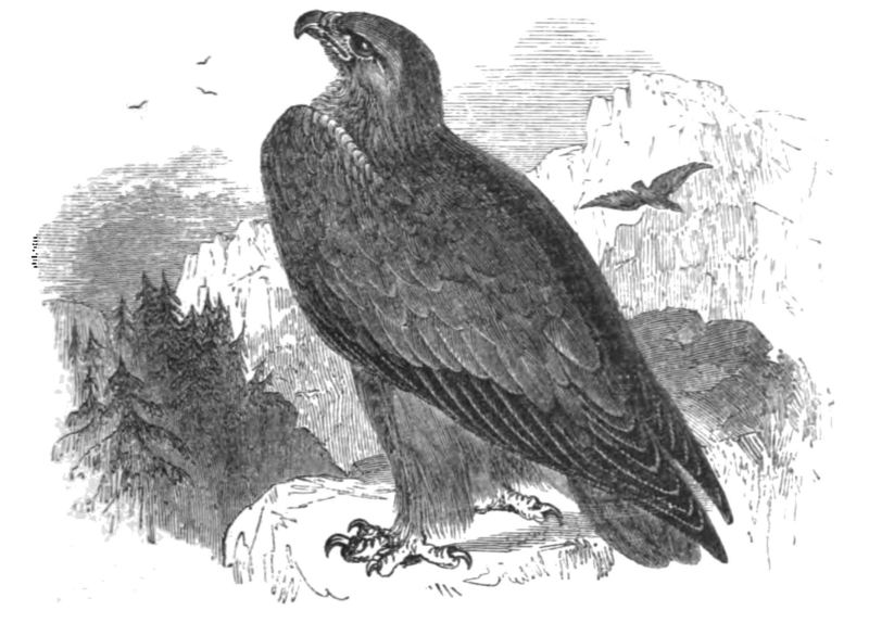 Natural History, Birds - Golden Eagle.jpg
