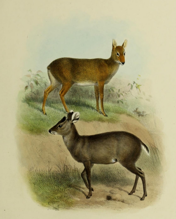 The deer of all lands (1898) Michie's tufted deer & Chinese water deer.png