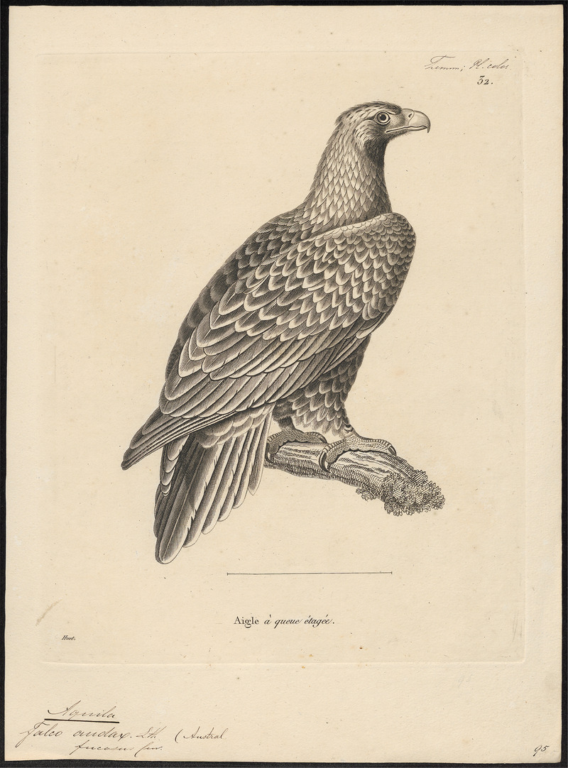 Aquila audax - 1700-1880 - Print - Iconographia Zoologica - Special Collections University of Amsterdam - UBA01 IZ18100201.jpg