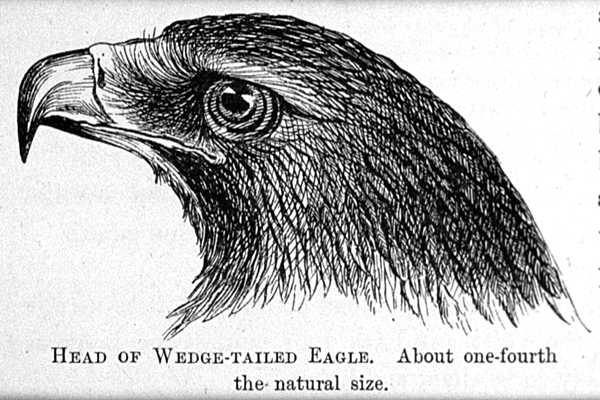 Wedge-tailed eagle, Anne Meredith.jpg