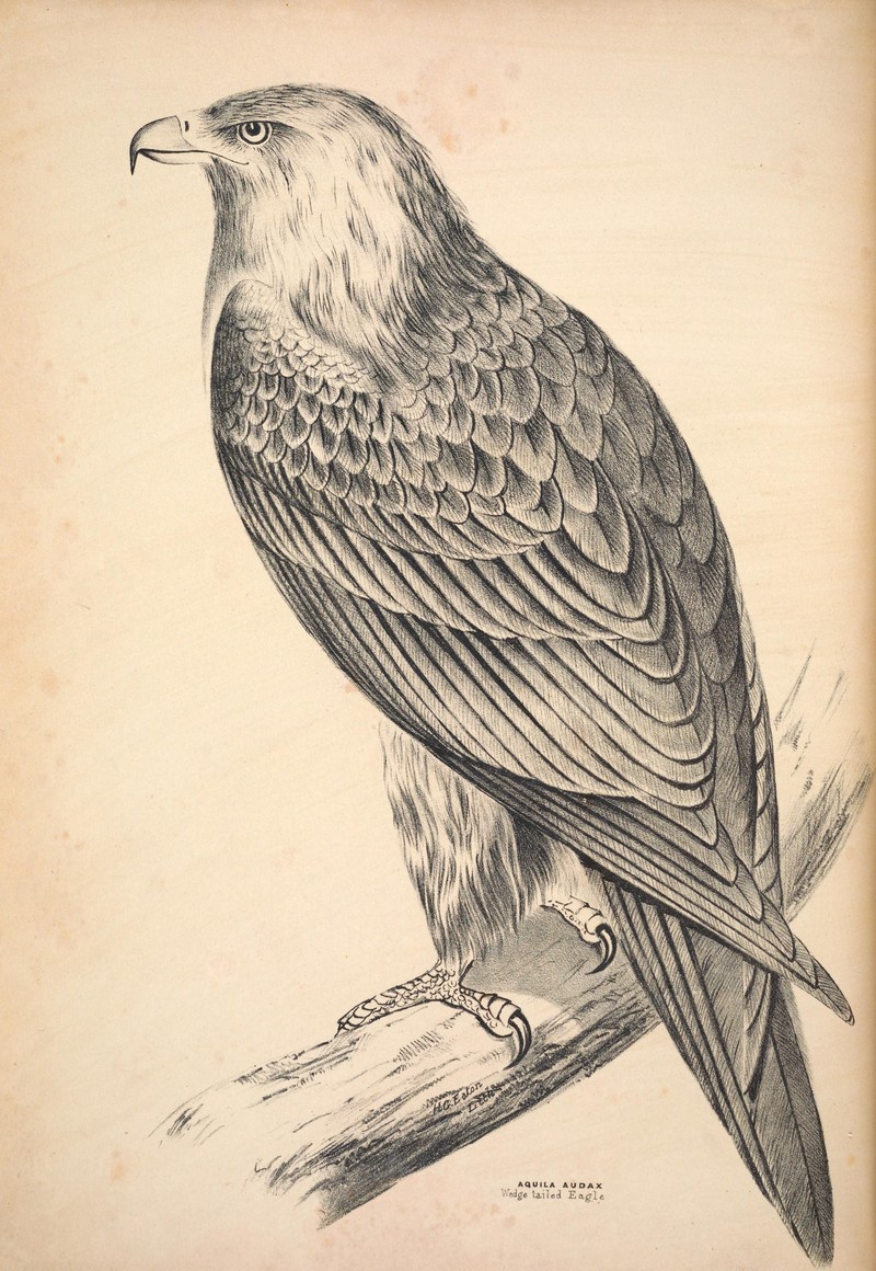 Companion to Gould's Handbook; or, Synopsis of the birds of Australia (Plate 1) (6797508772).jpg