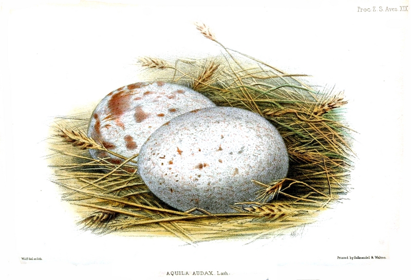 Aquila.Audax.Egg.Wolf.jpg
