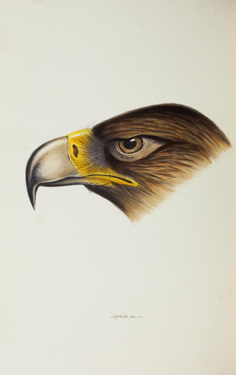 A synopsis of the birds of Australia, and the adjacent Islands BHL45925259.jpg
