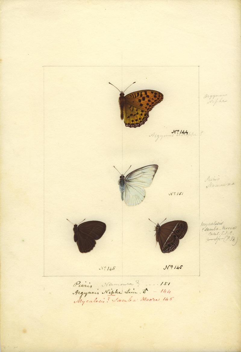 Robert Templeton Rhopalocera Ceylon Plate 26.jpg