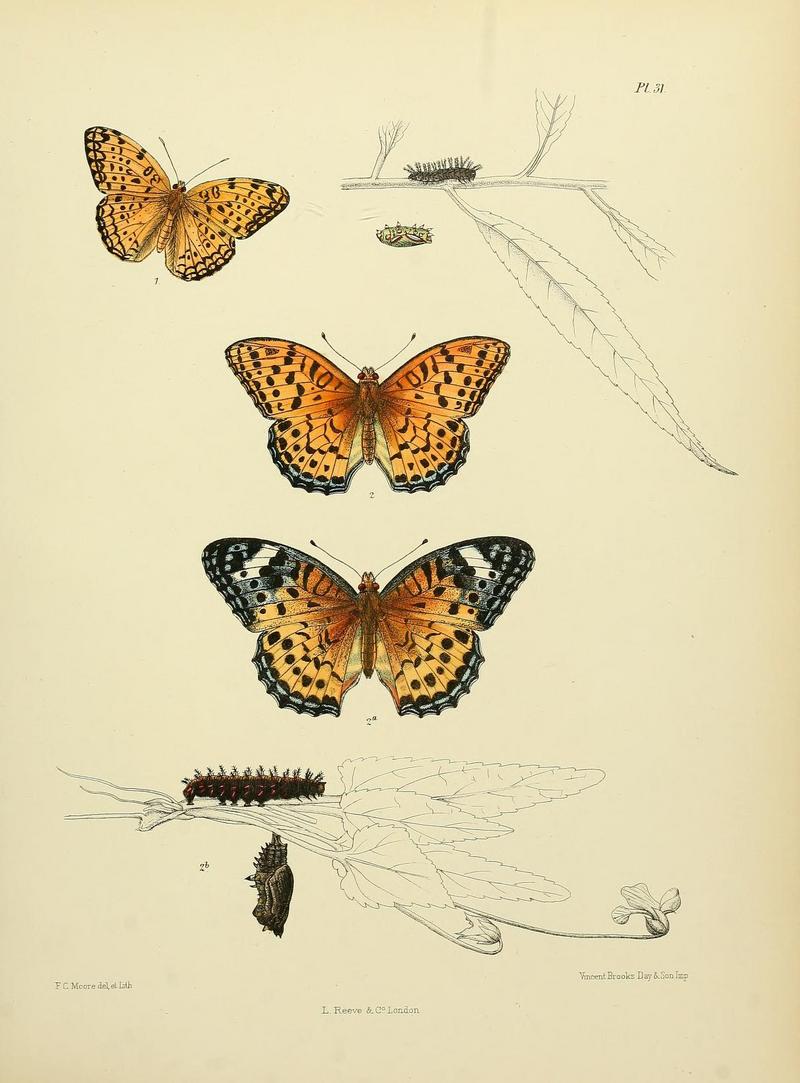 MooreThe Lepidoptera of CeylonPlate31.jpg