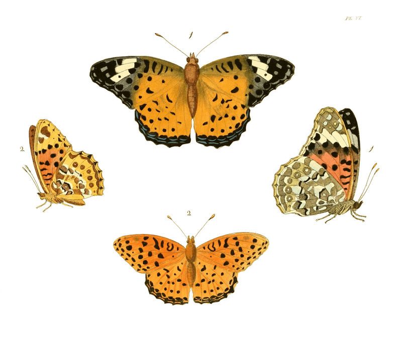 Illustrations of Exotic Entomology I 06.jpg
