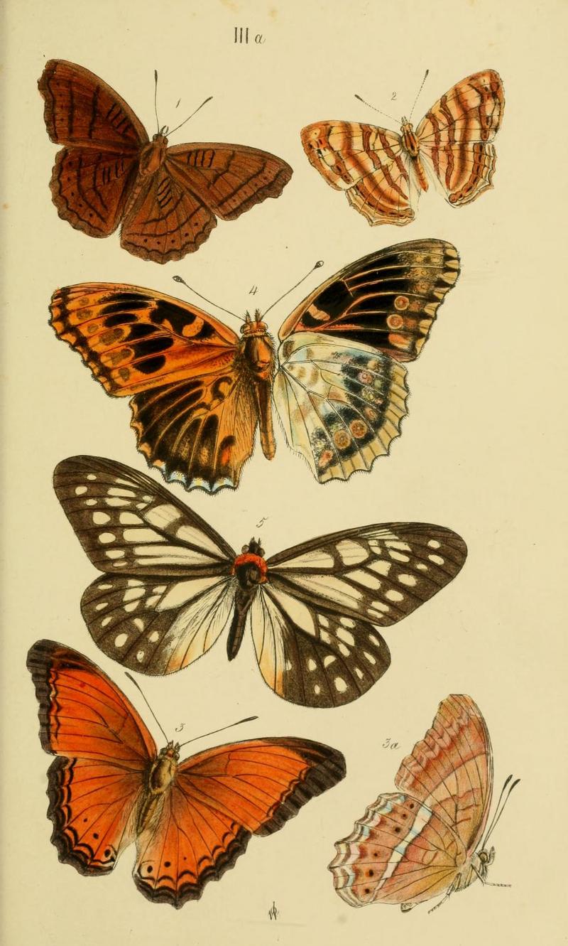 Horsfield.Moor.Catalogue.EastIndia.Company.Lepidoptera.Plate.IIIa.jpg