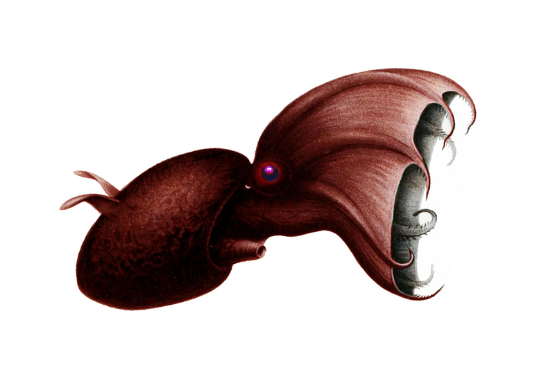Vampyroteuthis infernalis - vampire squid (Vampyroteuthis infernalis).jpg