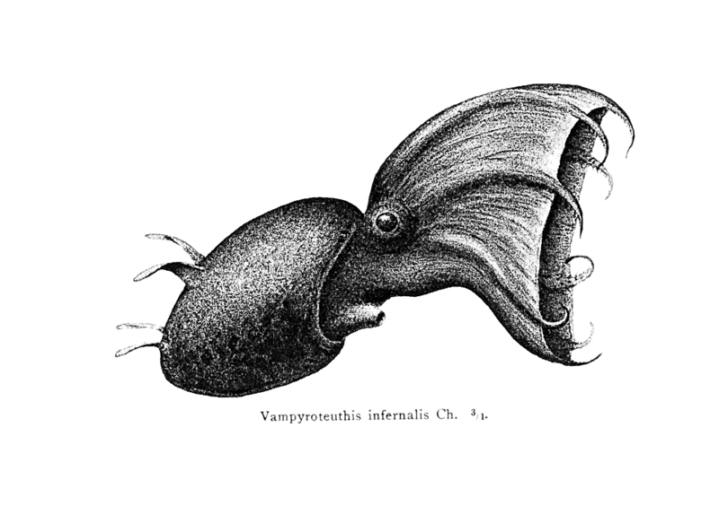 Vampyroteuthis illustration 3.jpg