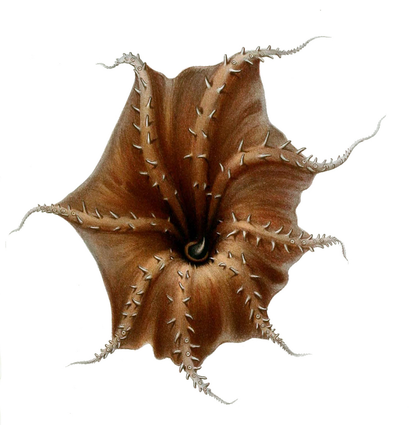 Vampyroteuthis infernalis arms.jpg