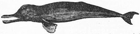 EB1911 Cetacea - Fig. 6.—The Susu, or Ganges Dolphin (Platanista gangetica).jpg