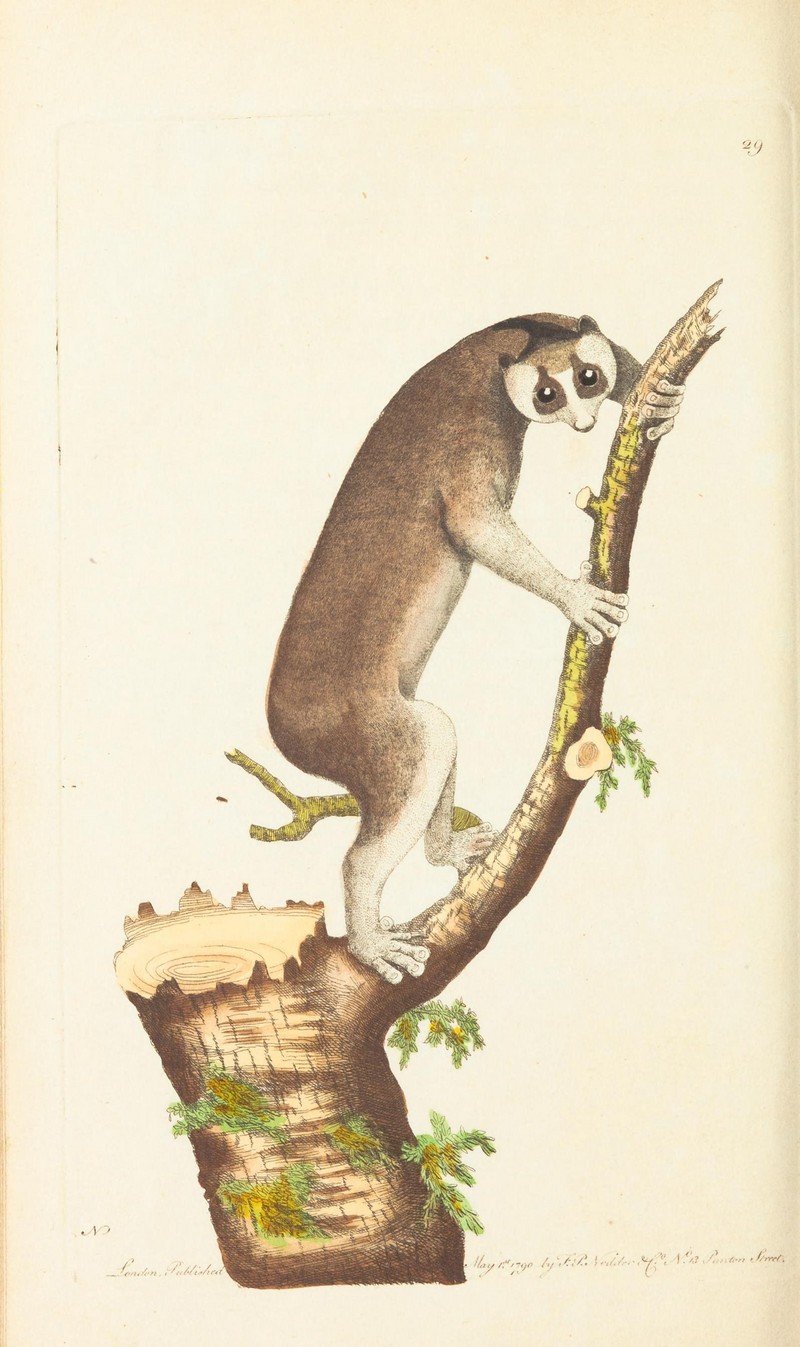 The Naturalist's Miscellany Vol.1 Slow-Paced Lemur.jpg