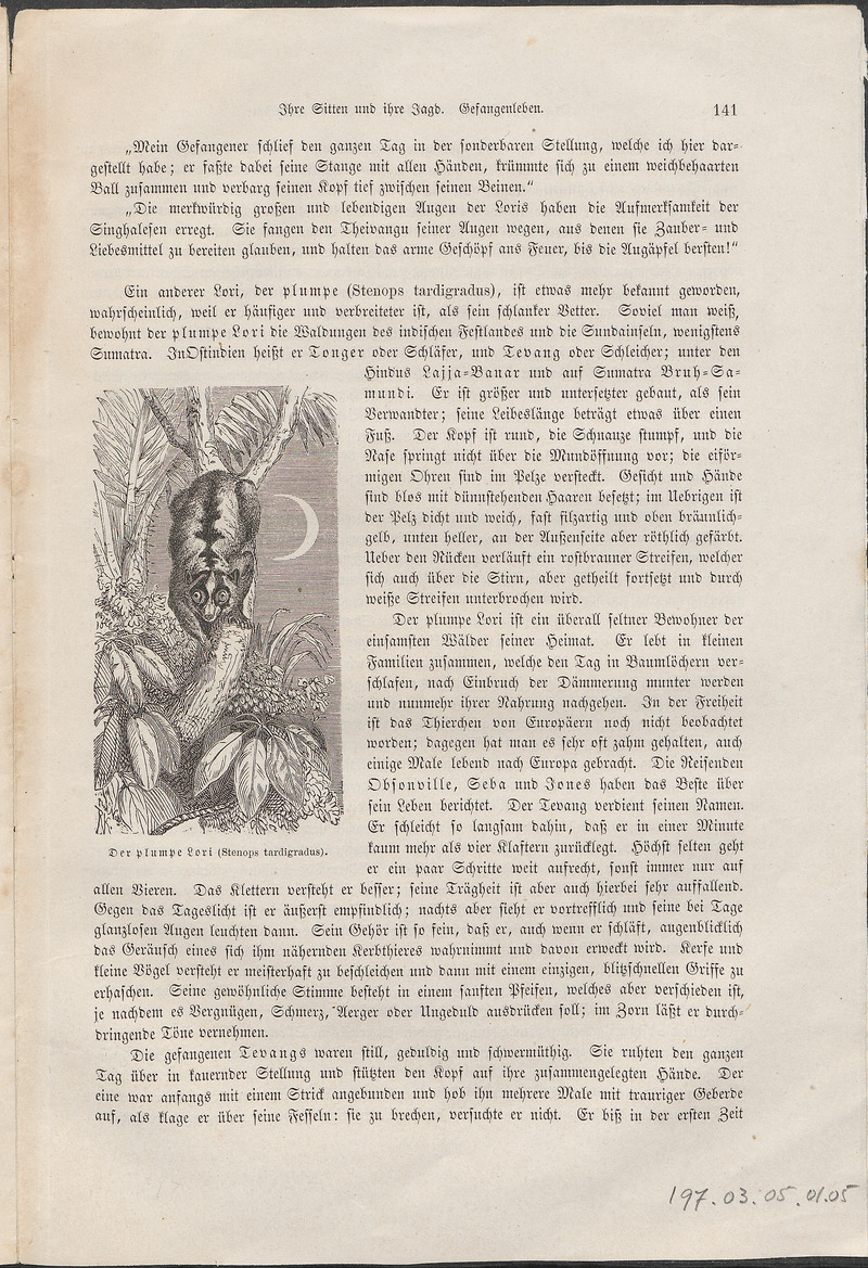 Stenops tardigradus - 1700-1880 - Print - Iconographia Zoologica - Special Collections University of Amsterdam - UBA01 IZ19700179.jpg