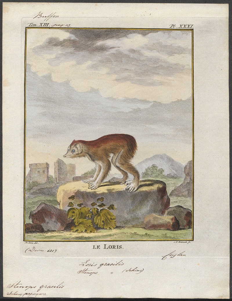 Stenops gracilis - 1782 - Print - Iconographia Zoologica - Special Collections University of Amsterdam - UBA01 IZ19700126.jpg