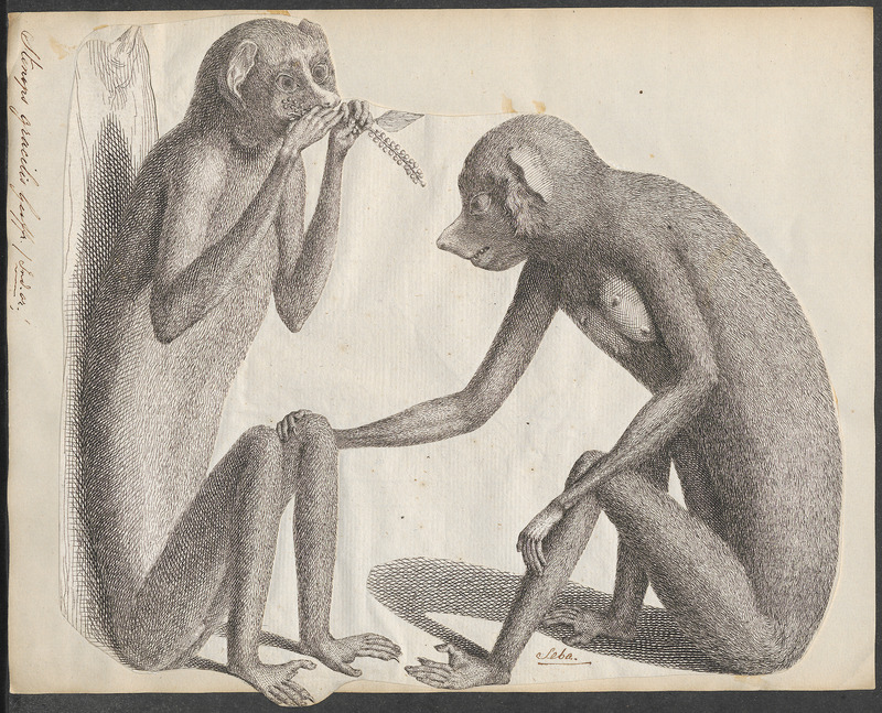 Stenops gracilis - 1734-1765 - Print - Iconographia Zoologica - Special Collections University of Amsterdam - UBA01 IZ19700191.jpg