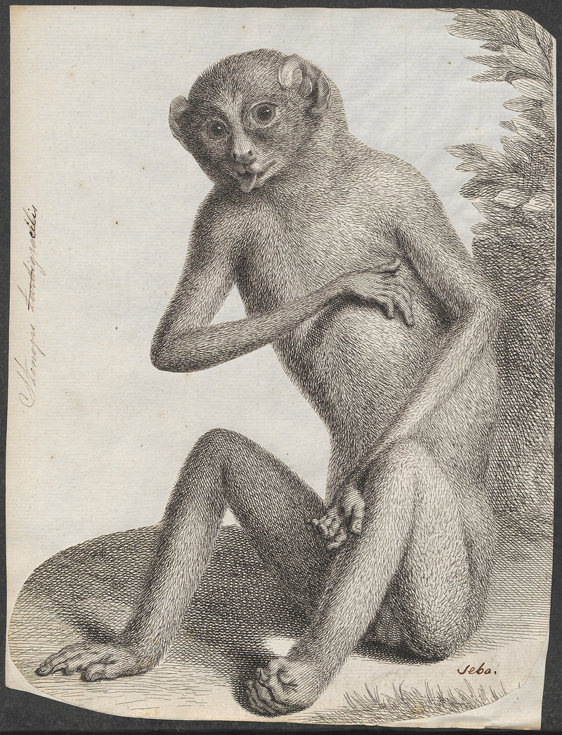 Stenops gracilis - 1734-1765 - Print - Iconographia Zoologica - Special Collections University of Amsterdam - UBA01 IZ19700189.jpg