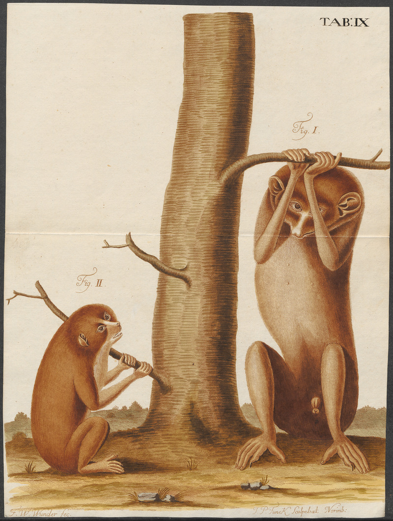 Stenops gracilis - 1700-1880 - Print - Iconographia Zoologica - Special Collections University of Amsterdam - UBA01 IZ19700187.jpg
