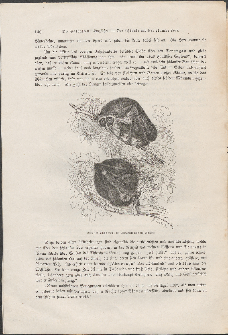 Stenops gracilis - 1700-1880 - Print - Iconographia Zoologica - Special Collections University of Amsterdam - UBA01 IZ19700178.jpg
