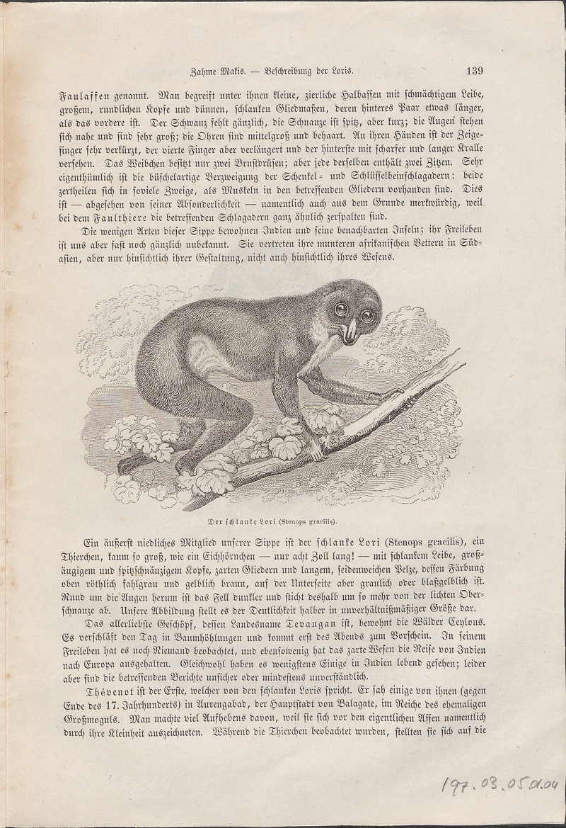 Stenops gracilis - 1700-1880 - Print - Iconographia Zoologica - Special Collections University of Amsterdam - UBA01 IZ19700177.jpg