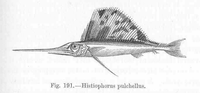 FMIB 47094 Histiophorus pulchellus.jpeg