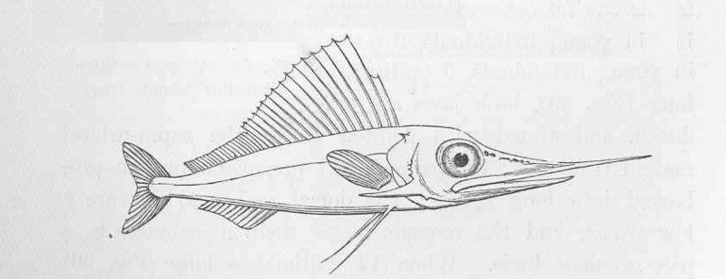 FMIB 47037 Young Sword-fish (Histiophorus) Mid-Atlantic.jpeg
