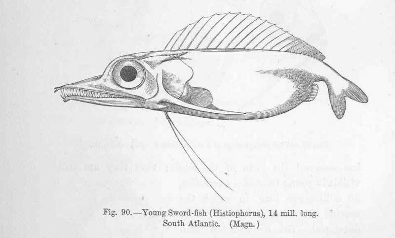 FMIB 47036 Young Sword-fish (Histiophorus) South Atlantic (Magn).jpeg