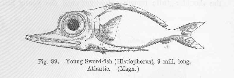 FMIB 47035 Young Sword-fish (Histiophorus) Atlantic.jpeg